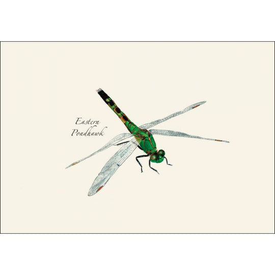 Earth Sky + Water - Damselfly & Dragonfly Assortment II