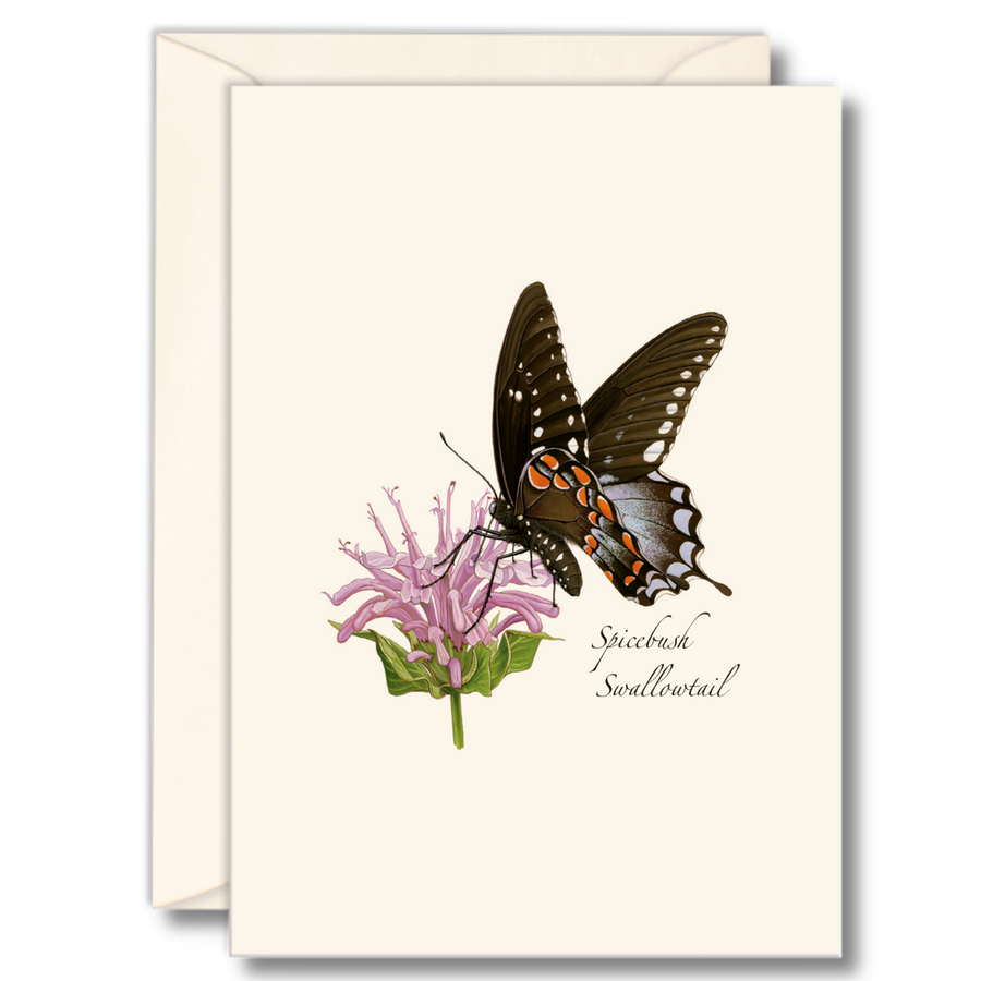 Earth Sky + Water - Spicebush Swallowail Butterfly