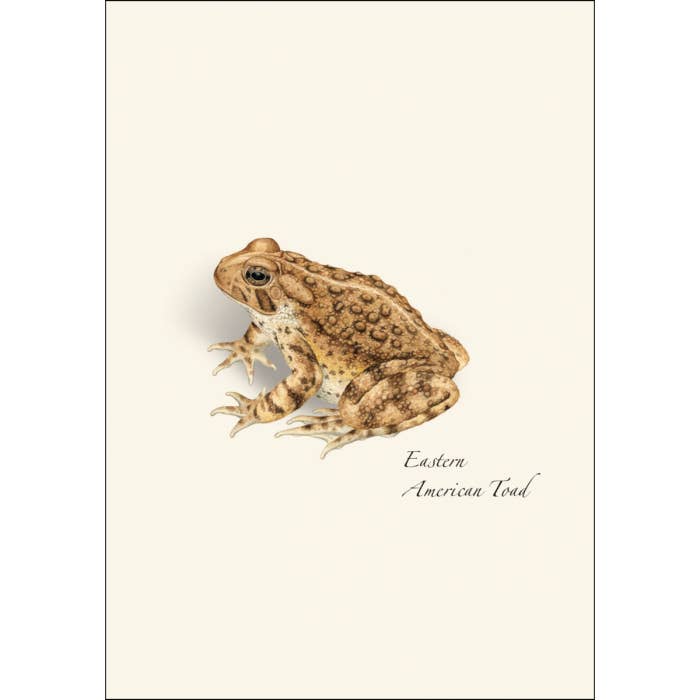 Earth Sky + Water - Frog & Toad Assortment