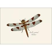 Earth Sky + Water - Dragonfly & Damselfly Assortment