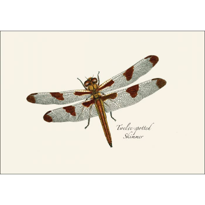 Earth Sky + Water - Dragonfly & Damselfly Assortment